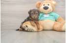 Yorkie Poo Pup Being Cute