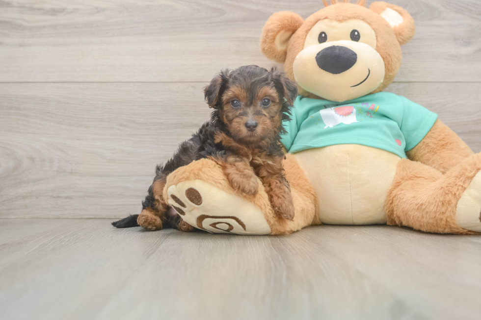 Yorkie Poo Pup Being Cute