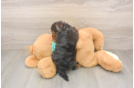 Smart Yorkie Poo Poodle Mix Pup