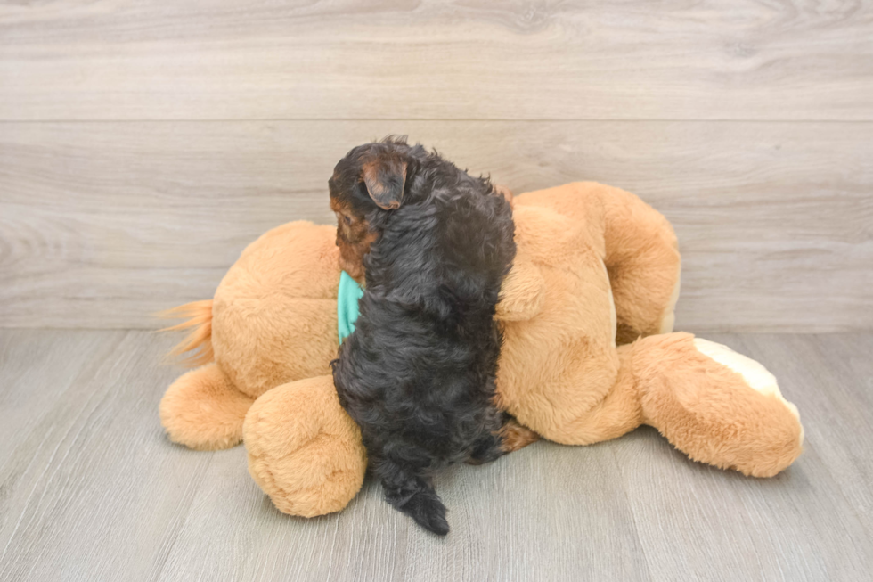 Smart Yorkie Poo Poodle Mix Pup