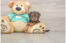 Petite Yorkie Poo Poodle Mix Pup
