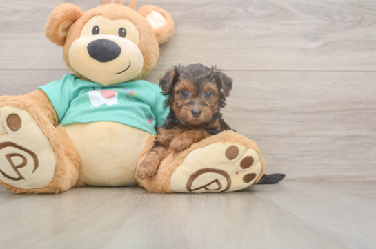 Petite Yorkie Poo Poodle Mix Pup