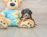 8 week old Yorkie Poo Puppy For Sale - Premier Pups