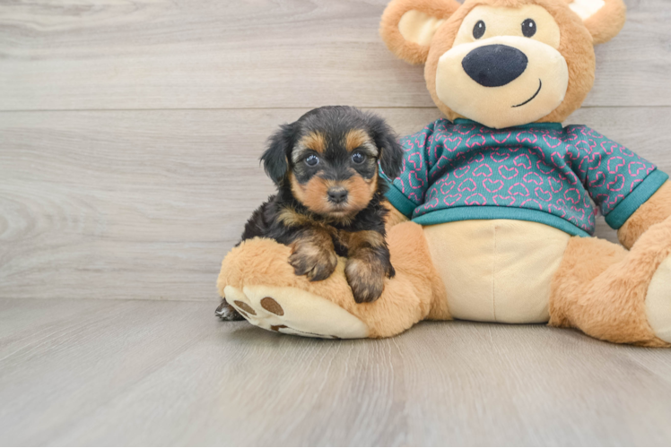 Yorkie Poo Puppy for Adoption