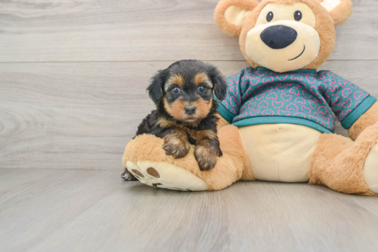 Yorkie Poo Puppy for Adoption