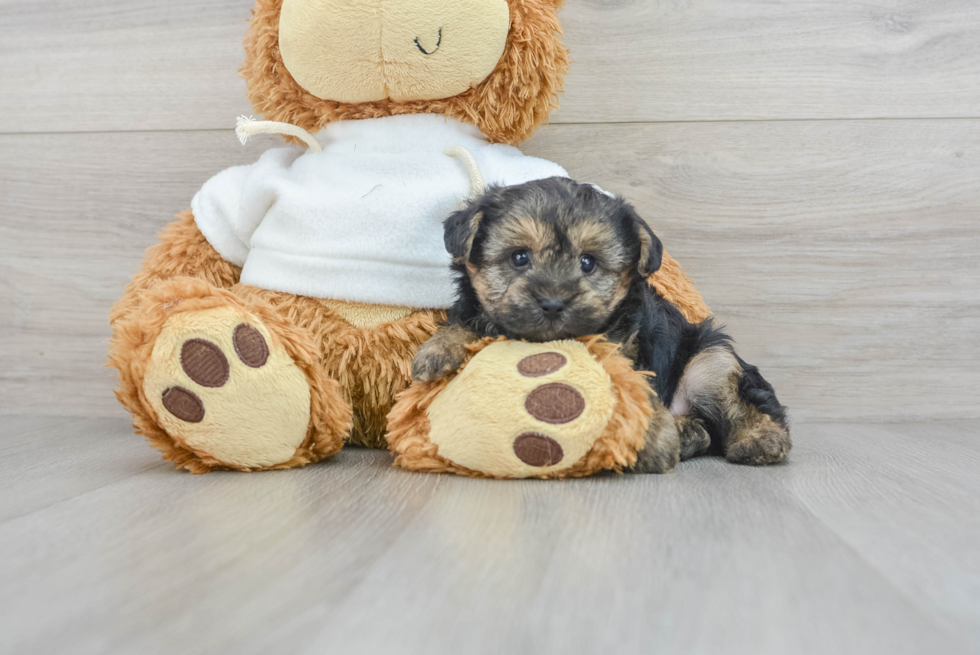 Yorkie Poo Pup Being Cute