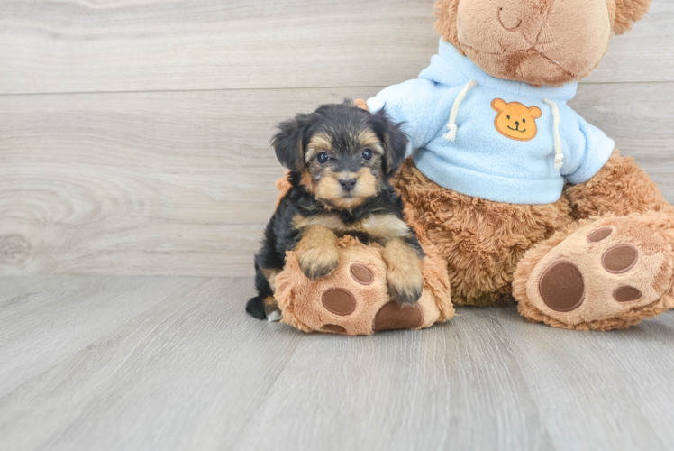 Fluffy Yorkie Poo Poodle Mix Pup