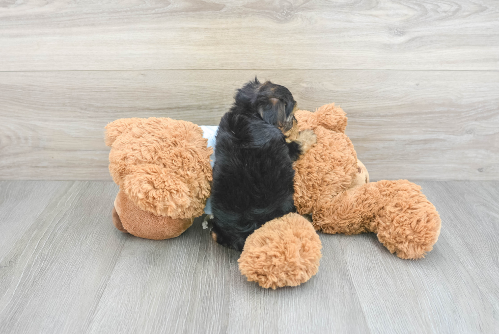 Fluffy Yorkie Poo Poodle Mix Pup