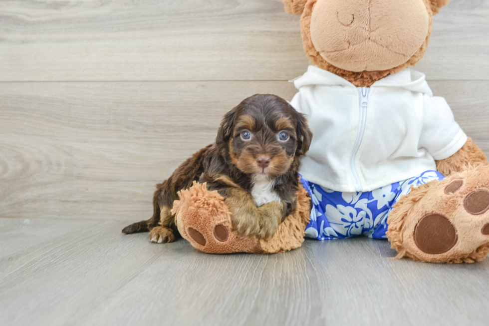 Happy Yorkie Poo Baby