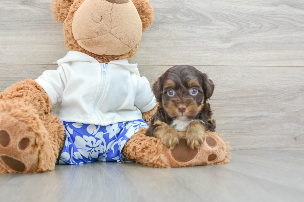 5 week old Yorkie Poo Puppy For Sale - Premier Pups