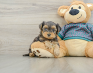 5 week old Yorkie Poo Puppy For Sale - Premier Pups