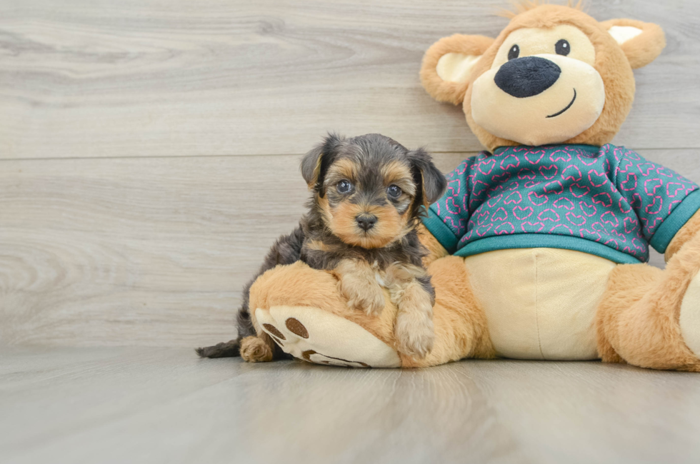 5 week old Yorkie Poo Puppy For Sale - Premier Pups