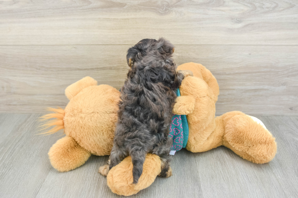 Yorkie Poo Puppy for Adoption