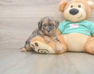 8 week old Yorkie Poo Puppy For Sale - Premier Pups