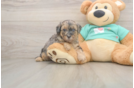 Energetic Yorkipoo Poodle Mix Puppy