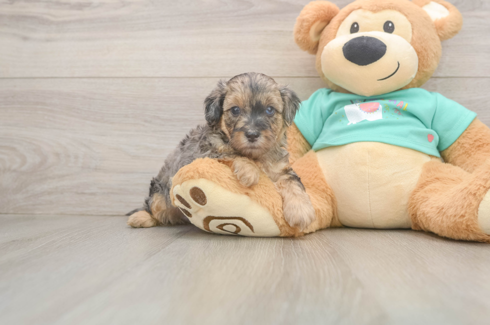 5 week old Yorkie Poo Puppy For Sale - Premier Pups