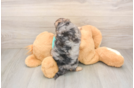 Yorkie Poo Puppy for Adoption