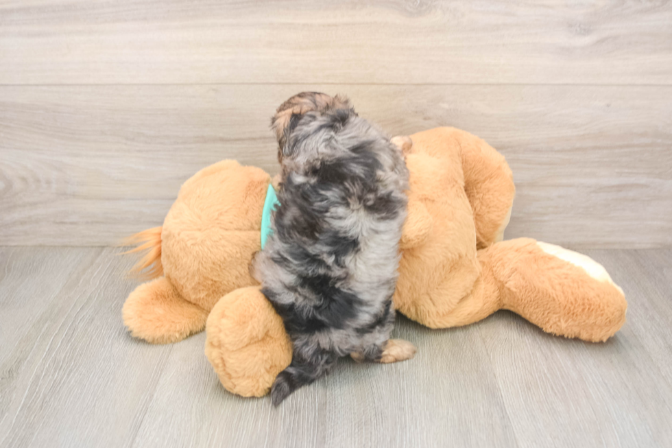 Yorkie Poo Puppy for Adoption