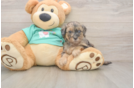 Yorkie Poo Pup Being Cute