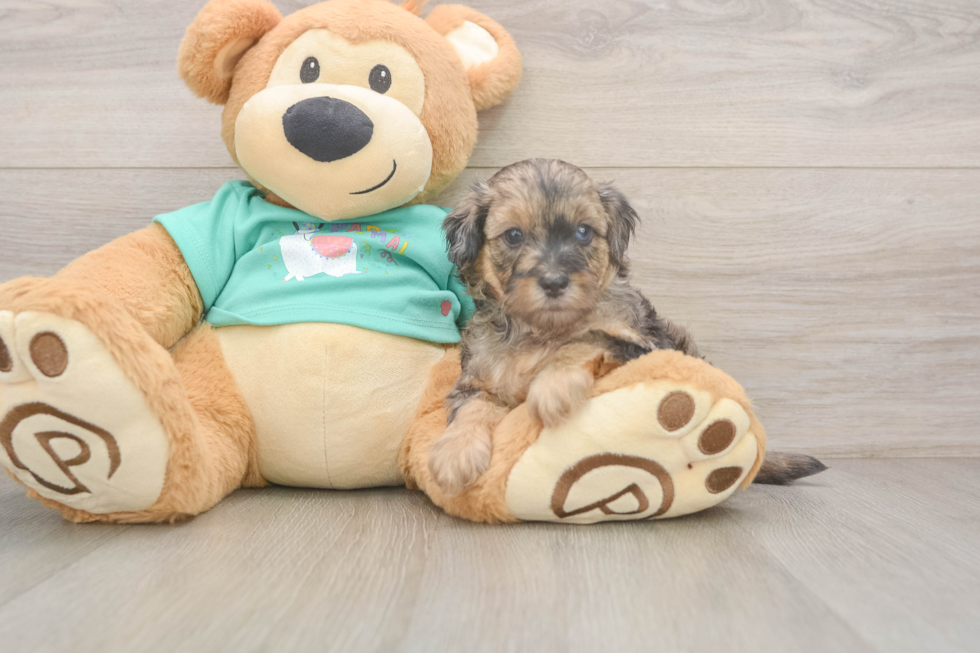 Yorkie Poo Pup Being Cute
