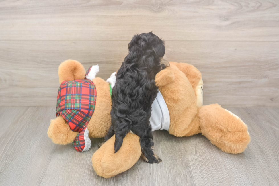 Best Yorkie Poo Baby