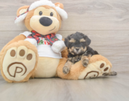 8 week old Yorkie Poo Puppy For Sale - Premier Pups
