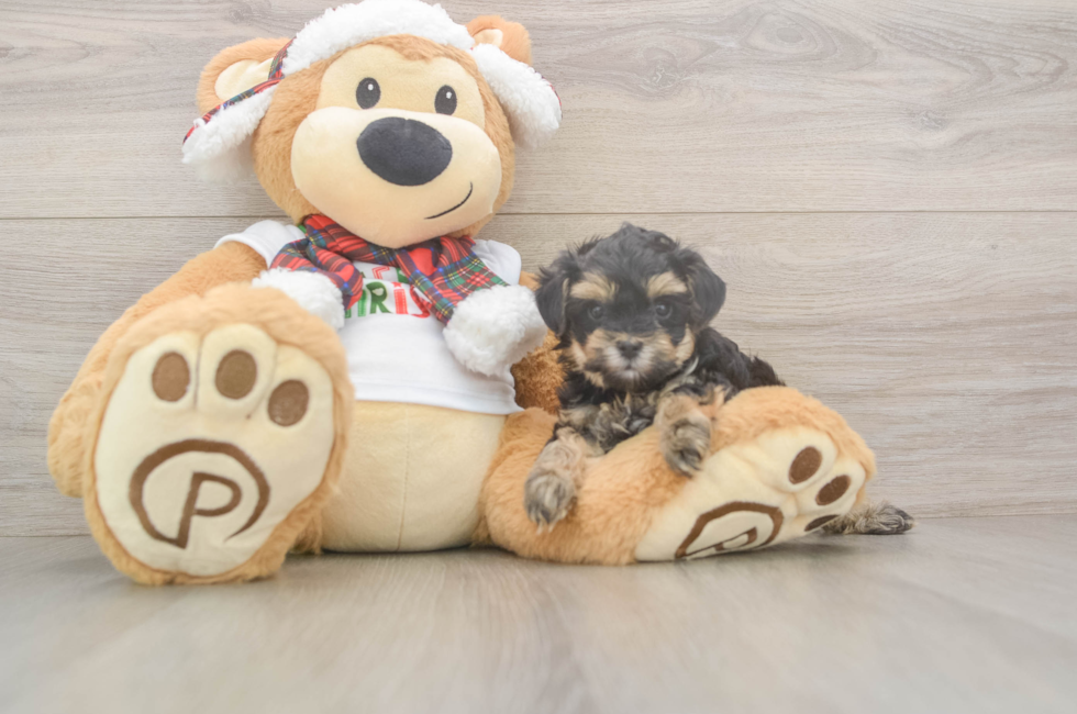 5 week old Yorkie Poo Puppy For Sale - Premier Pups