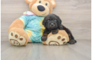 Yorkie Poo Pup Being Cute