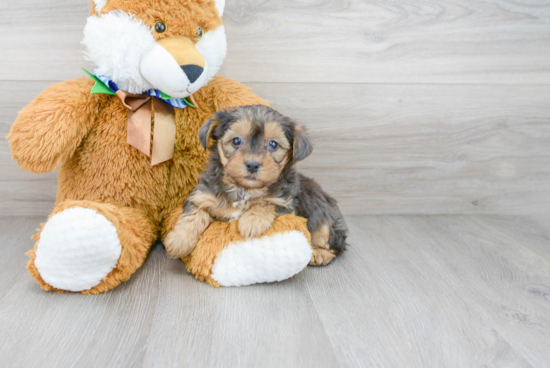 Little Yorkie Doodle Poodle Mix Puppy