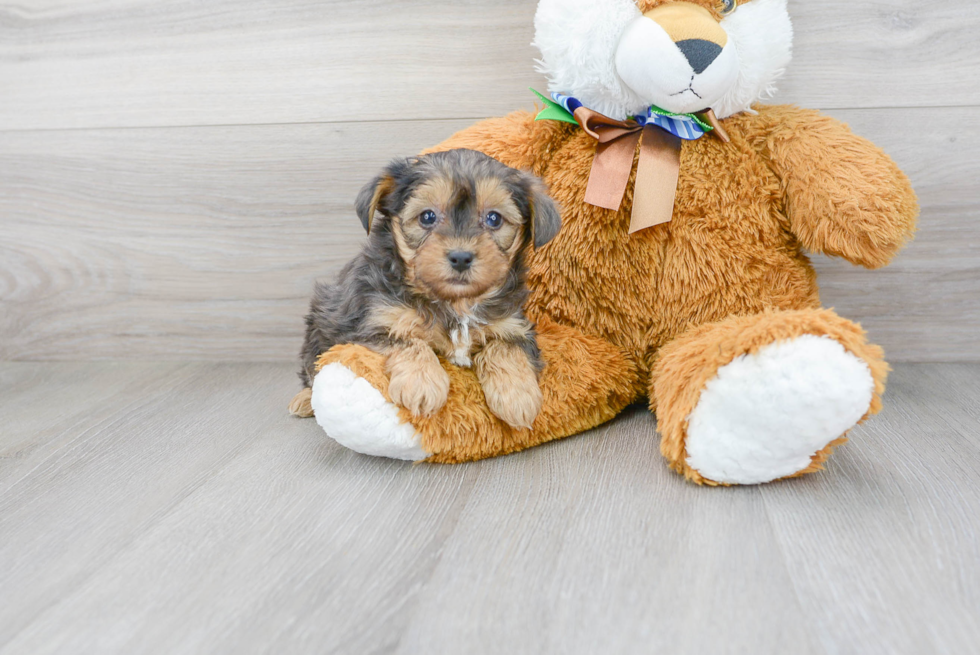 Yorkie Poo Puppy for Adoption