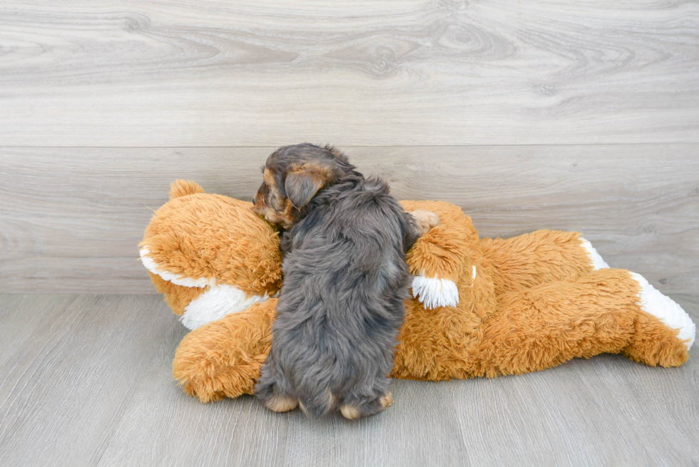 Sweet Yorkie Poo Baby