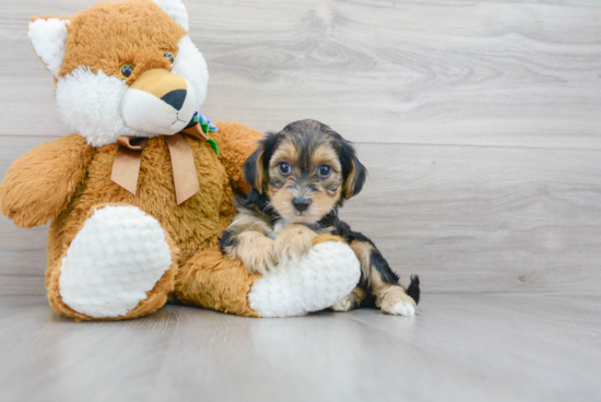 Yorkie Poo Puppy for Adoption