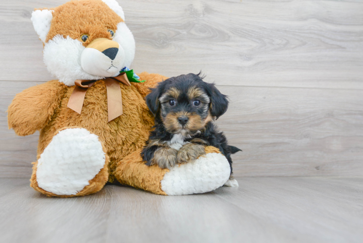 Adorable Yorkie Doodle Poodle Mix Puppy