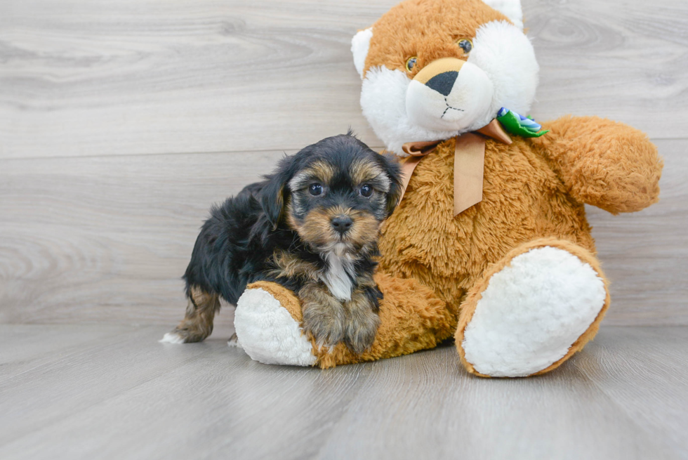 Yorkie Poo Puppy for Adoption