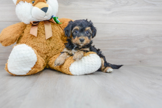 Funny Yorkie Poo Poodle Mix Pup