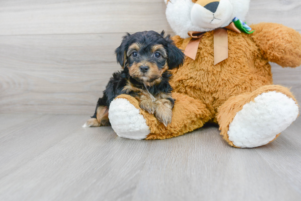 Yorkie Poo Puppy for Adoption