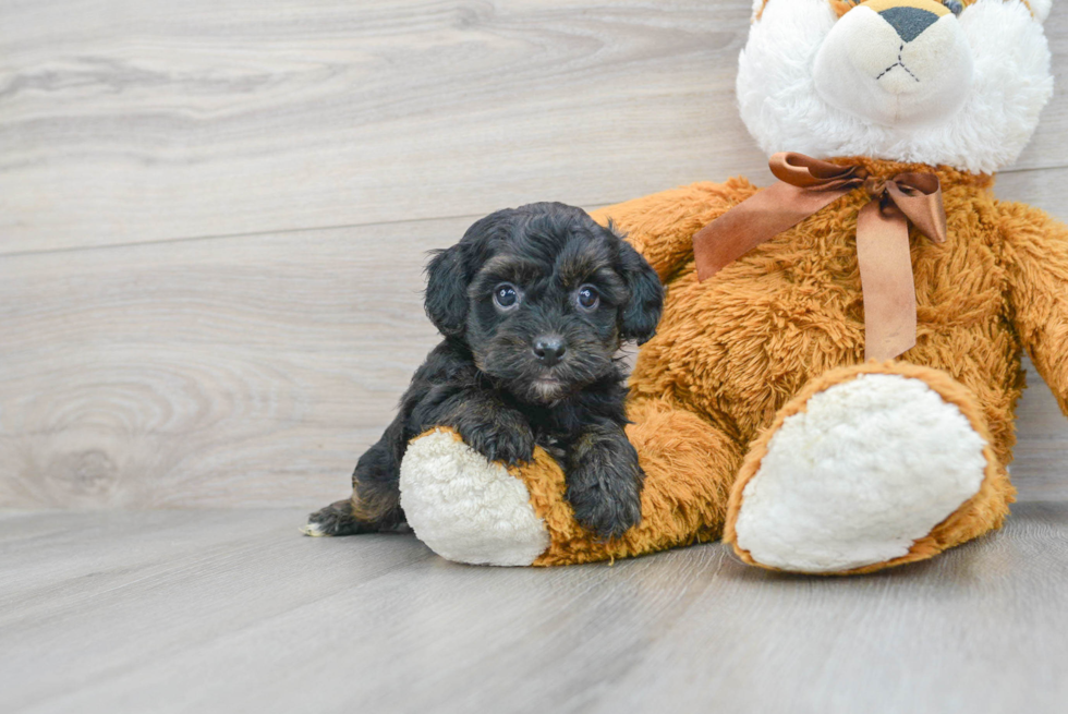 Yorkie Poo Puppy for Adoption