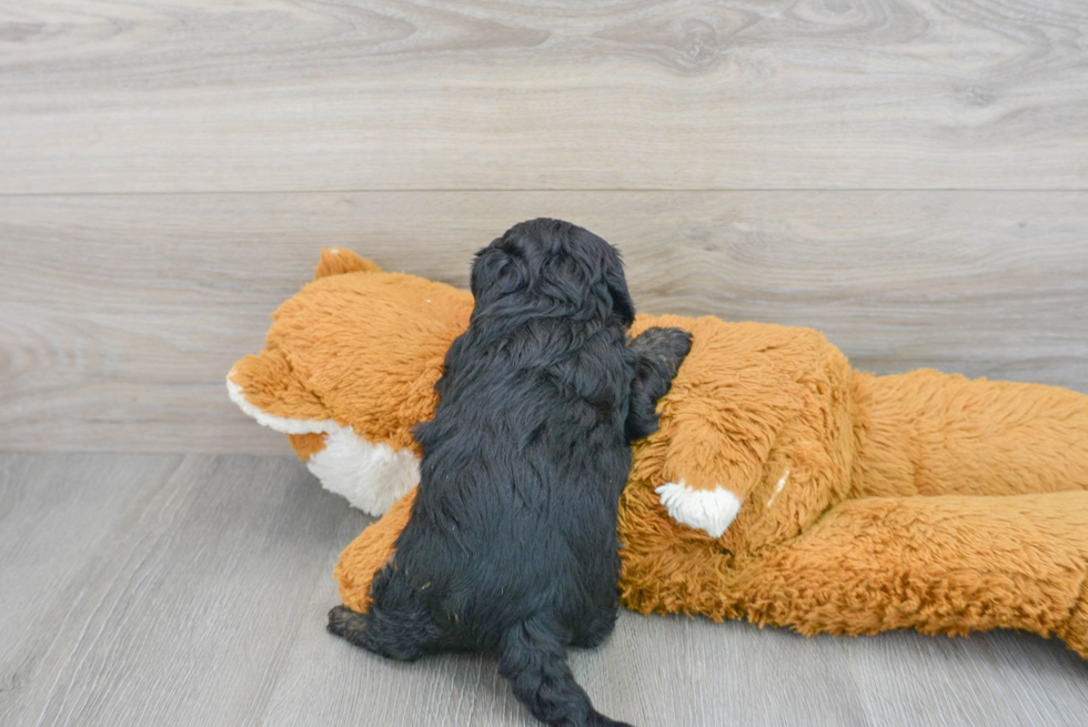 Yorkie Poo Pup Being Cute