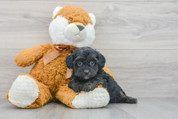 Little Yorkie Doodle Poodle Mix Puppy