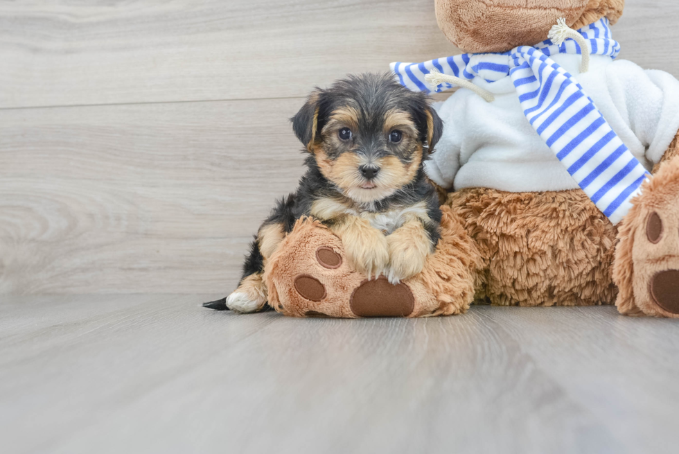Sweet Yorkie Poo Baby