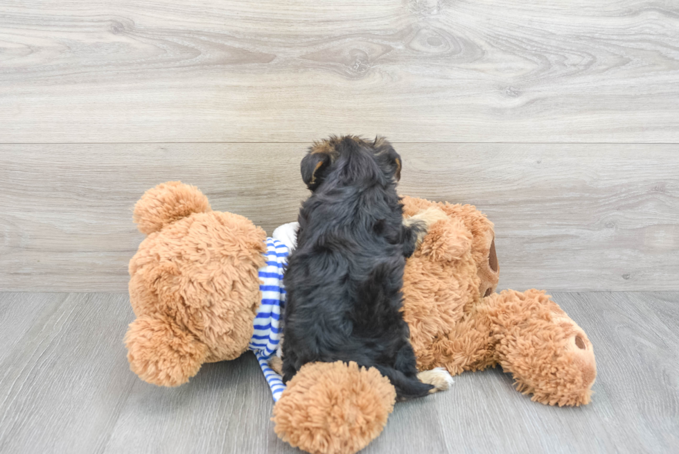Yorkie Poo Puppy for Adoption