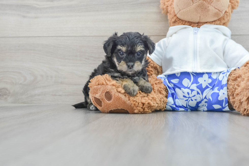 Friendly Yorkie Poo Baby