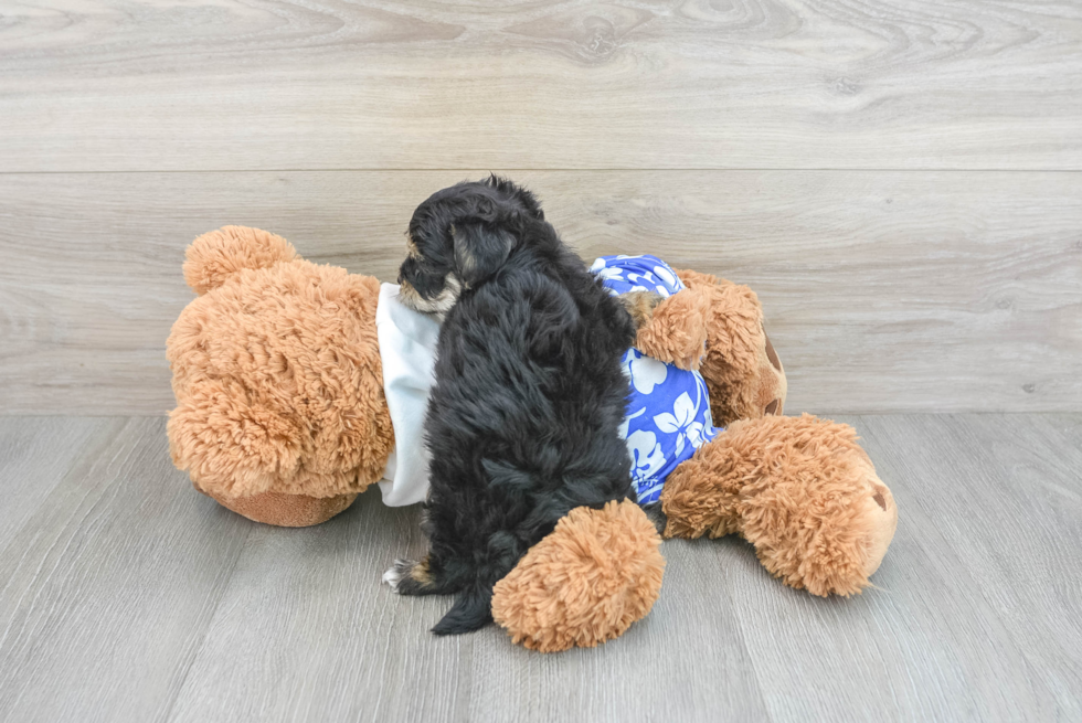 Hypoallergenic Yorkie Doodle Poodle Mix Puppy