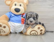 6 week old Yorkie Poo Puppy For Sale - Premier Pups