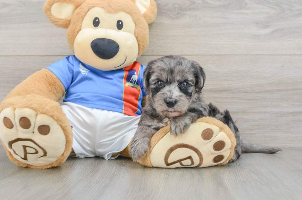 5 week old Yorkie Poo Puppy For Sale - Premier Pups
