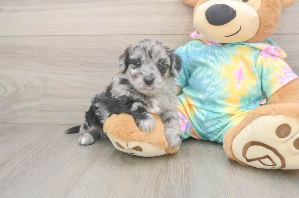 5 week old Yorkie Poo Puppy For Sale - Premier Pups