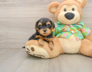 7 week old Yorkie Poo Puppy For Sale - Premier Pups