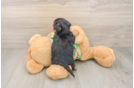 Yorkie Poo Puppy for Adoption