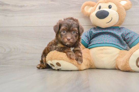 Yorkie Poo Pup Being Cute