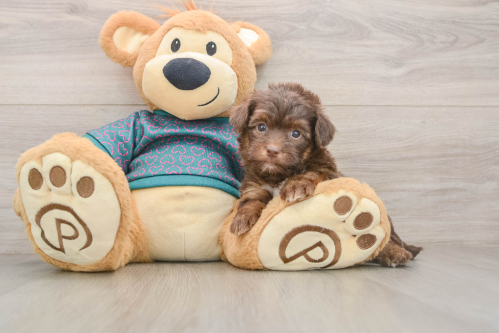 Small Yorkie Poo Baby